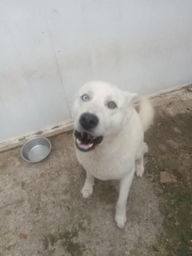 Found/Stray Male Dog last seen Alice, Houston, TX 77021