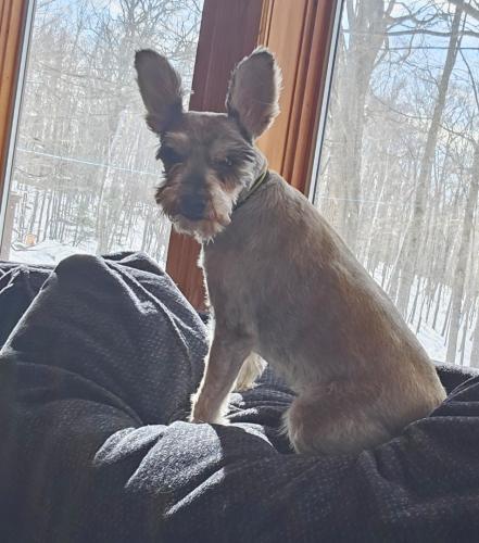 Lost Male Dog last seen Near Patriots Way, Hoyt Lakes, MN, Hoyt Lakes, MN 55750
