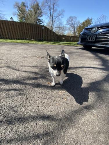 Lost Female Dog last seen Ontario rd and Redfield Rd Niles MI , Niles Charter Township, MI 49120