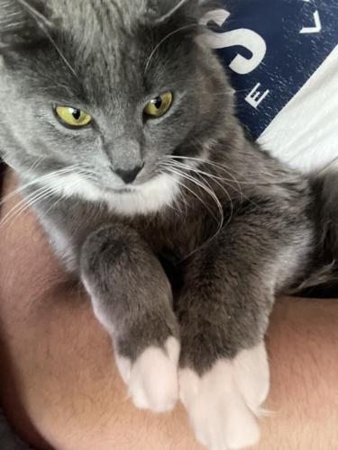 Lost Female Cat last seen Sunnybrook and 97th happy valley, Clackamas, OR 97015