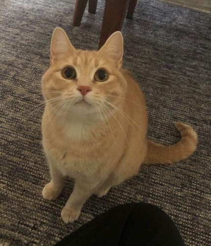 Lost Female Cat last seen 47TH & Evanston (Upper Fremont), Seattle, WA 98103