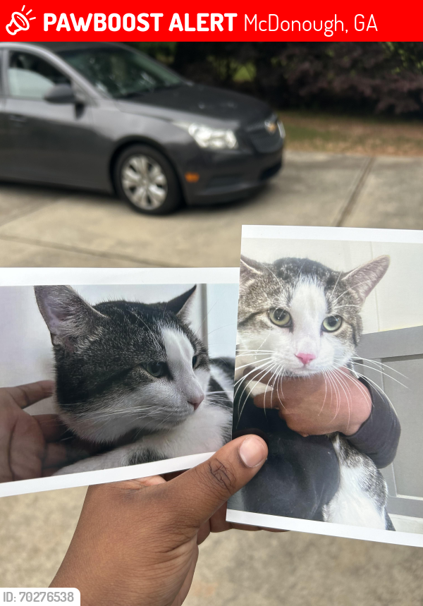 Lost Male Cat last seen Clearview circle, McDonough, GA 30253