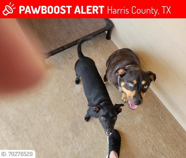 Lost Male Dog last seen Crate Falls and Sir Penguine Dr, Hockley TX, Harris County, TX 77447