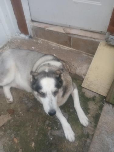 Found/Stray Female Dog last seen Alice, Houston, TX 77021