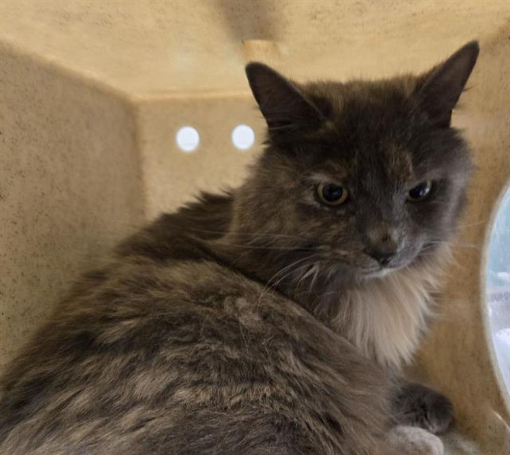 Shelter Stray Female Cat last seen Near BLOCK KIETZKE LN, RENO NV 89502, Reno, NV 89502