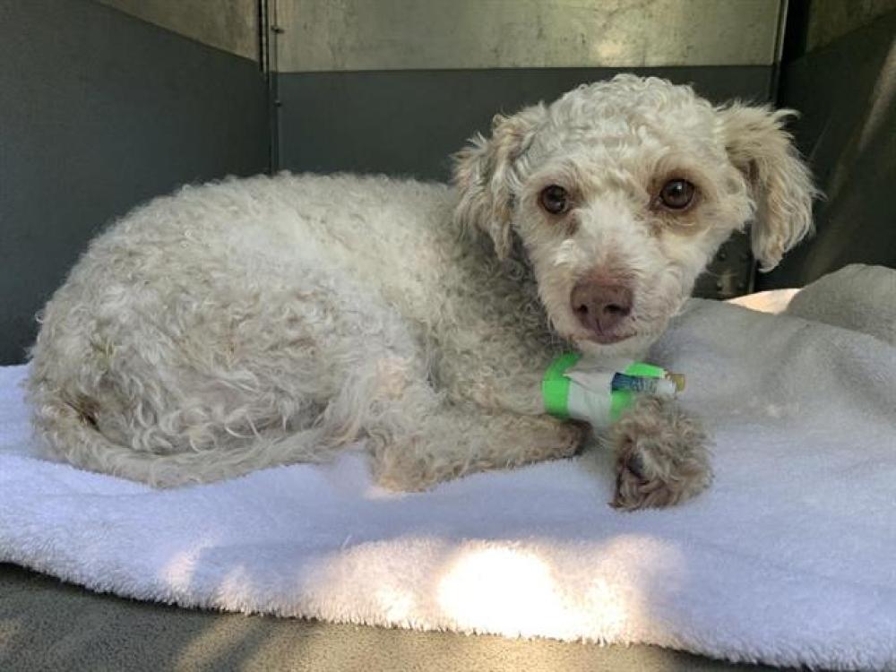 Shelter Stray Female Dog last seen W EL CAMINO AVE & NORTHGATE BLVD, Sacramento, CA 95818
