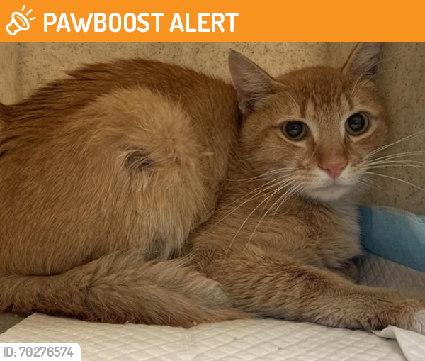 Shelter Stray Male Cat last seen ABIDING WAY & CREEKS EDGE WAY, Sacramento, CA 95818