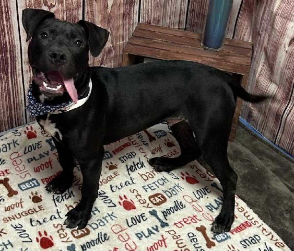 Shelter Stray Male Dog last seen Near BLOCK PREST ST, DETROIT, MI 48235, Detroit, MI 48211