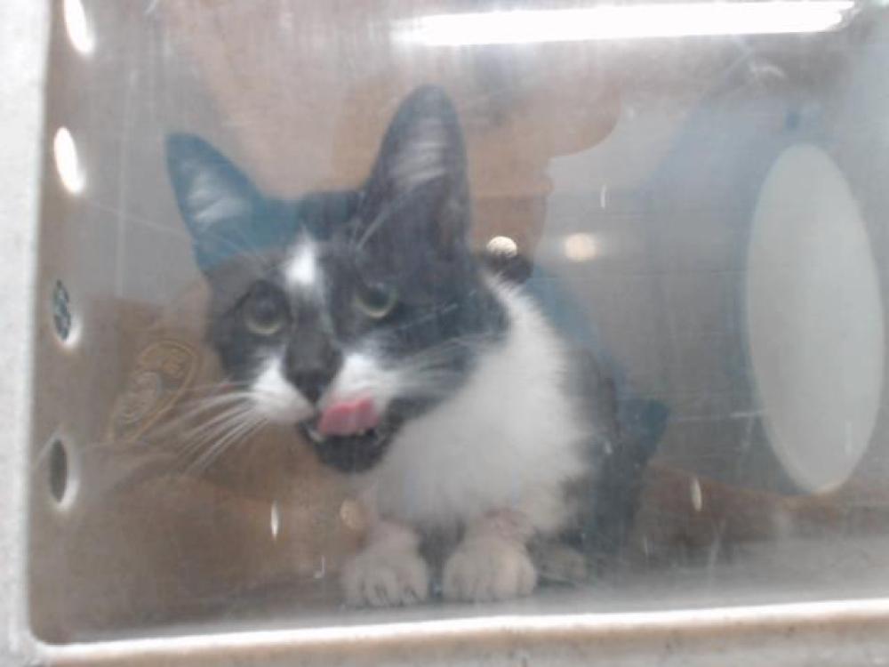 Shelter Stray Female Cat last seen , Downey, CA 90242