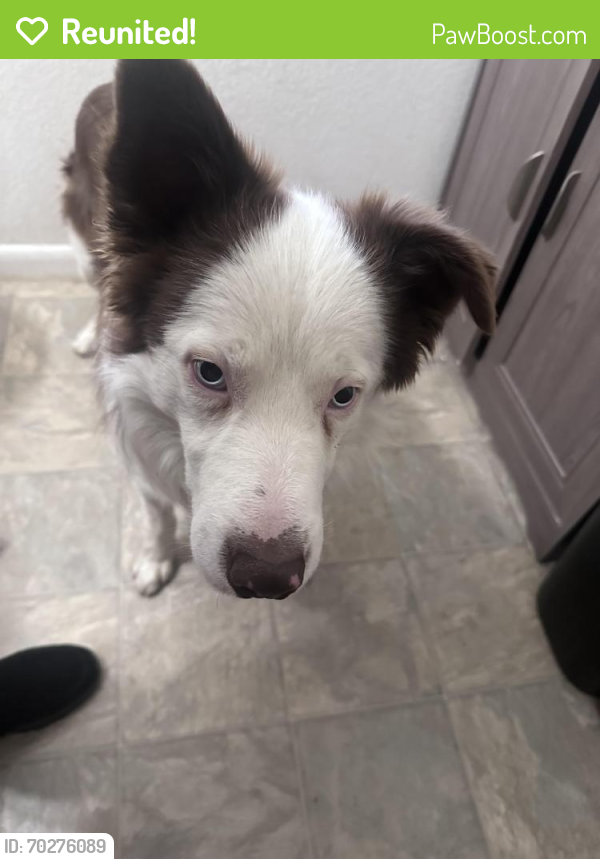 Reunited Unknown Dog last seen 12th and Memphis , Aurora, CO 80011