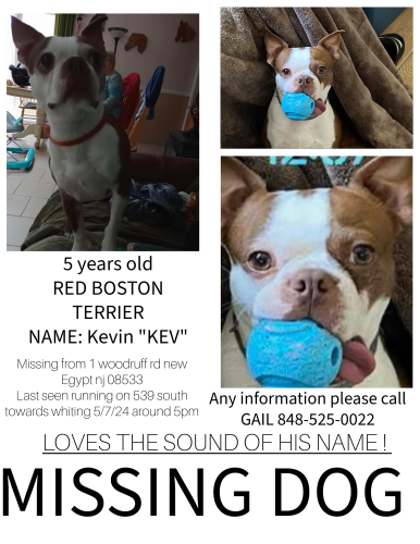Lost Male Dog last seen Near woodruff rd new Egypt nj , Plumsted, NJ 08533