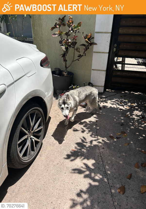 New York, NY Stray Female Dog Found Near NW 131st street between 2nd