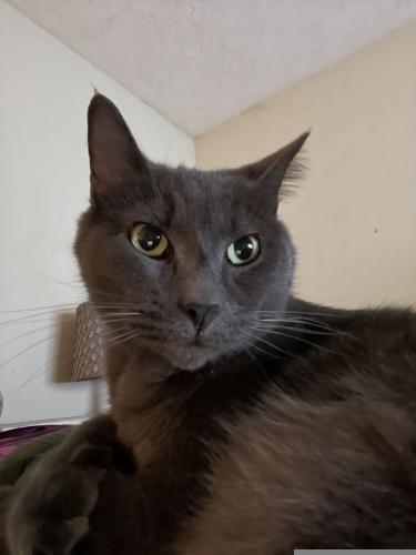 Lost Male Cat last seen Michele Lane and Orchardview , Greenwood, IN 46142