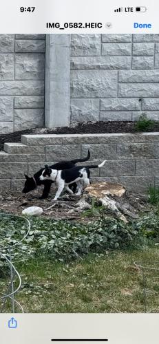 Lost Female Dog last seen Near W. 5600 S., Taylorsville, Utah., Murray, UT 84123