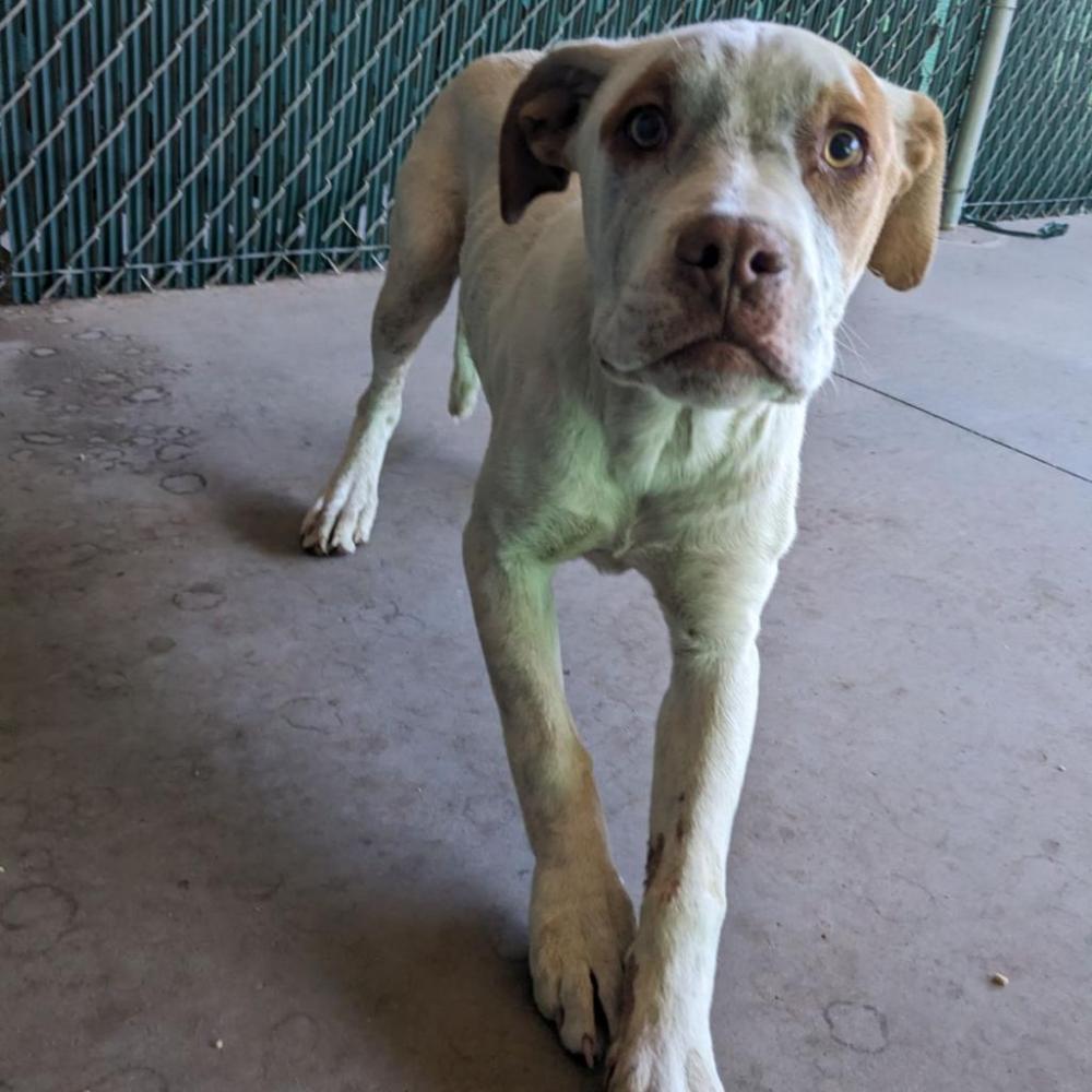 Shelter Stray Male Dog last seen , Flagstaff, AZ 86001