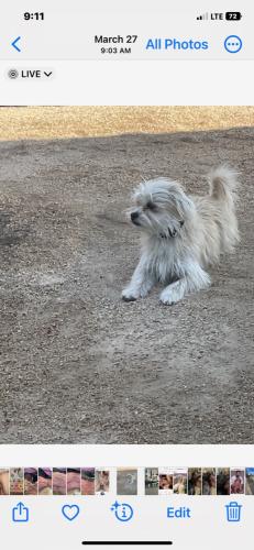 Lost Male Dog last seen South 9th St, North Washington Blvd, Upland, CA 91786