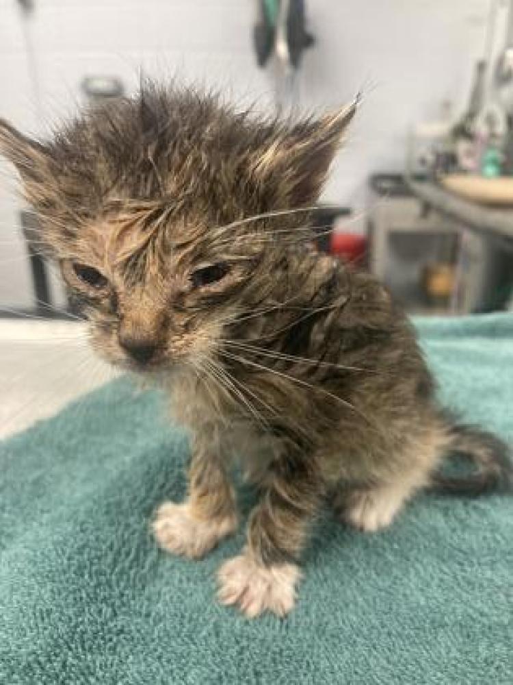 Shelter Stray Female Cat last seen New Bern, NC , New Bern, NC 28562
