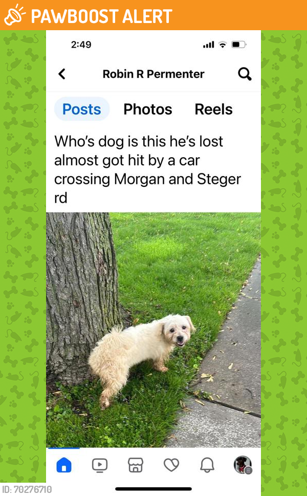 Shelter Stray Male Dog last seen Steger, IL , Matteson, IL 60443