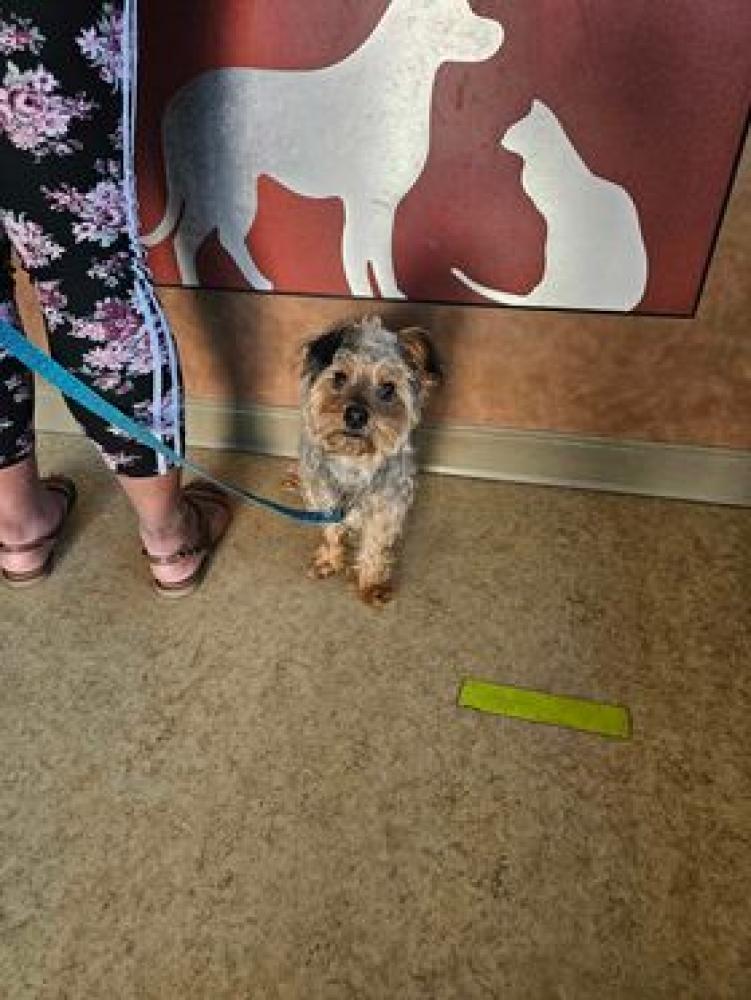 Shelter Stray Male Dog last seen DeSoto, TX , Cedar Hill, TX 75104