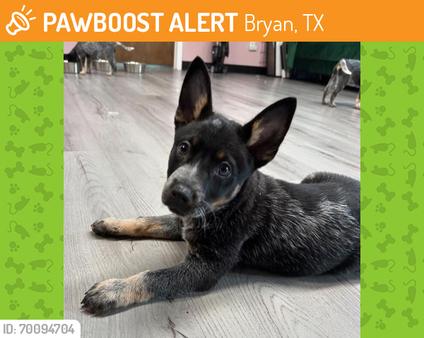 Shelter Stray Male Dog last seen Brazos County, TX 77845, Bryan, TX 77807