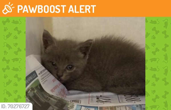 Shelter Stray Unknown Cat last seen College Station, TX 77843, Bryan, TX 77807