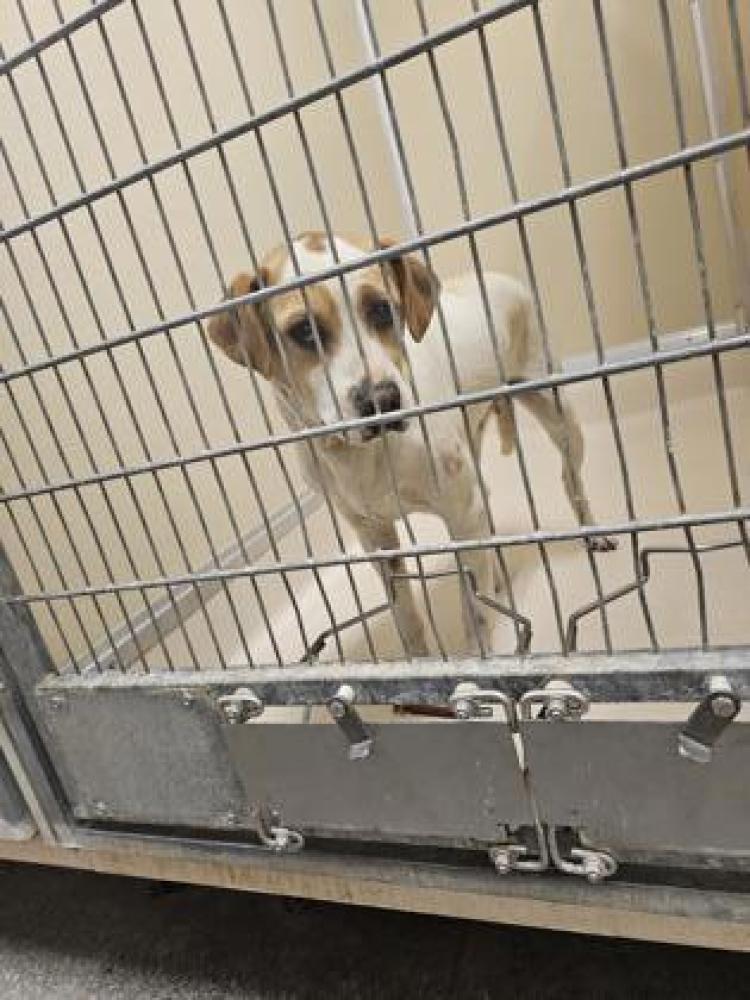 Shelter Stray Female Dog last seen West Chester Township, OH , West Chester Township, OH 45011