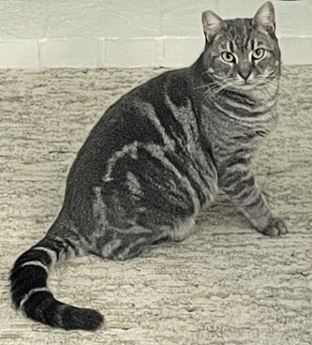 Lost Male Cat last seen Oak Trail Drive, Santa Rosa, CA 95409