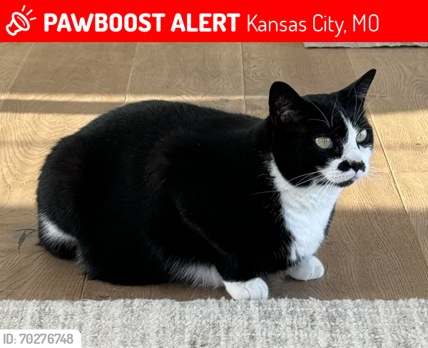 Lost Female Cat last seen Hillsboro rd , Kansas City, MO 64153