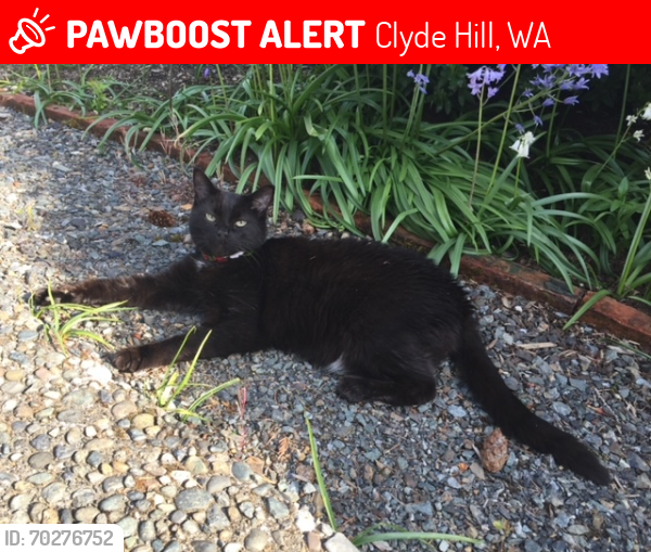 Lost Male Cat last seen 92ND AVE NE AND 31ST, Clyde Hill, WA 98004