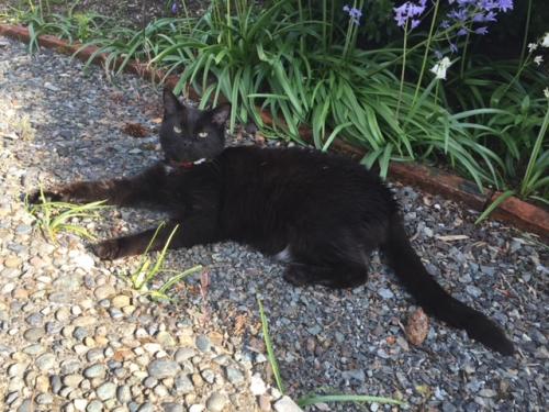 Lost Male Cat last seen 92ND AVE NE AND 31ST, Clyde Hill, WA 98004