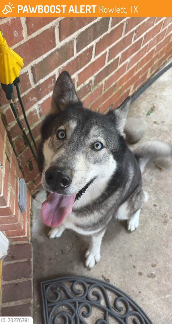 Surrendered Female Dog last seen Dalrock & Lakeview pkwy , Rowlett, TX 75088