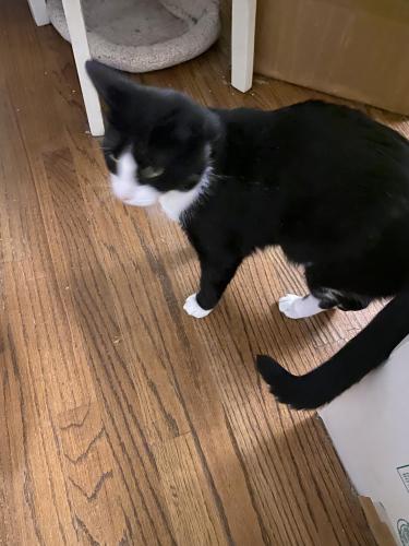 Lost Male Cat last seen Ascot Drive &!Wiltshire, Florence, SC 29501