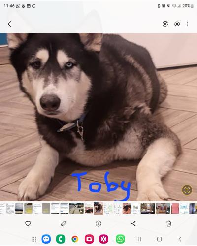Lost Male Dog last seen Roger and Oracle, Tucson, AZ 85705