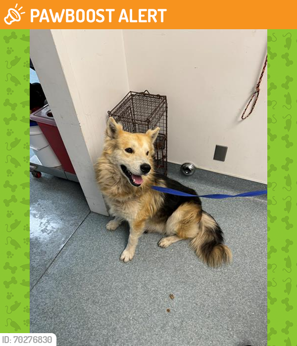 Shelter Stray Male Dog last seen FOUND AT THE SHELTER, BAKERSFIELD, CA, Bakersfield, CA 93307