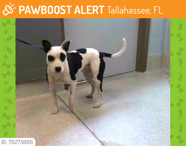 Shelter Stray Female Dog last seen Near BLOCK LAKE BRADFORD RD TALLAHASSEE FL, Tallahassee, FL 32311
