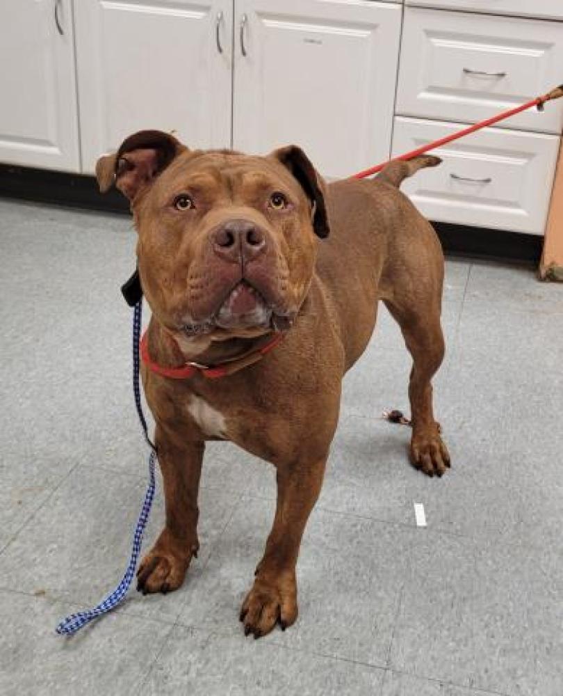 Shelter Stray Male Dog last seen AVERY/MERRICK, DETROIT, MI 48208, Detroit, MI 48211