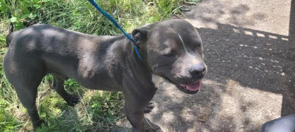 Shelter Stray Male Dog last seen Near BLOCK PELKEY ST, DETROIT, MI 48205, Detroit, MI 48211