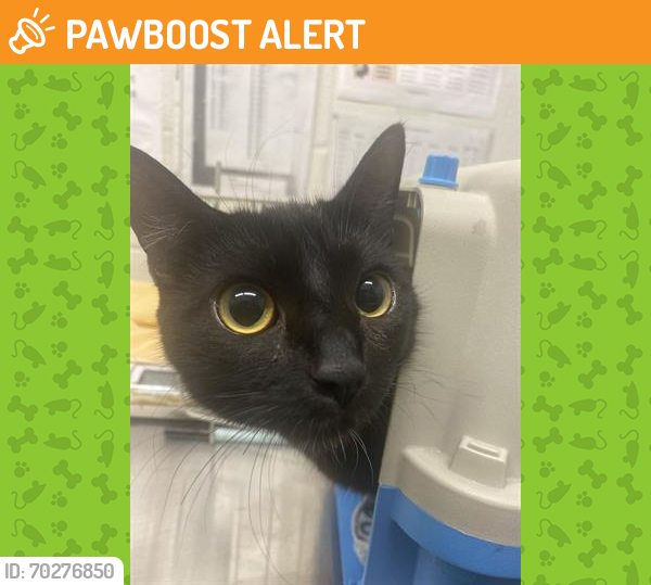 Shelter Stray Female Cat last seen NAPLES ST AND BROADWAY, Chula Vista, CA 91911