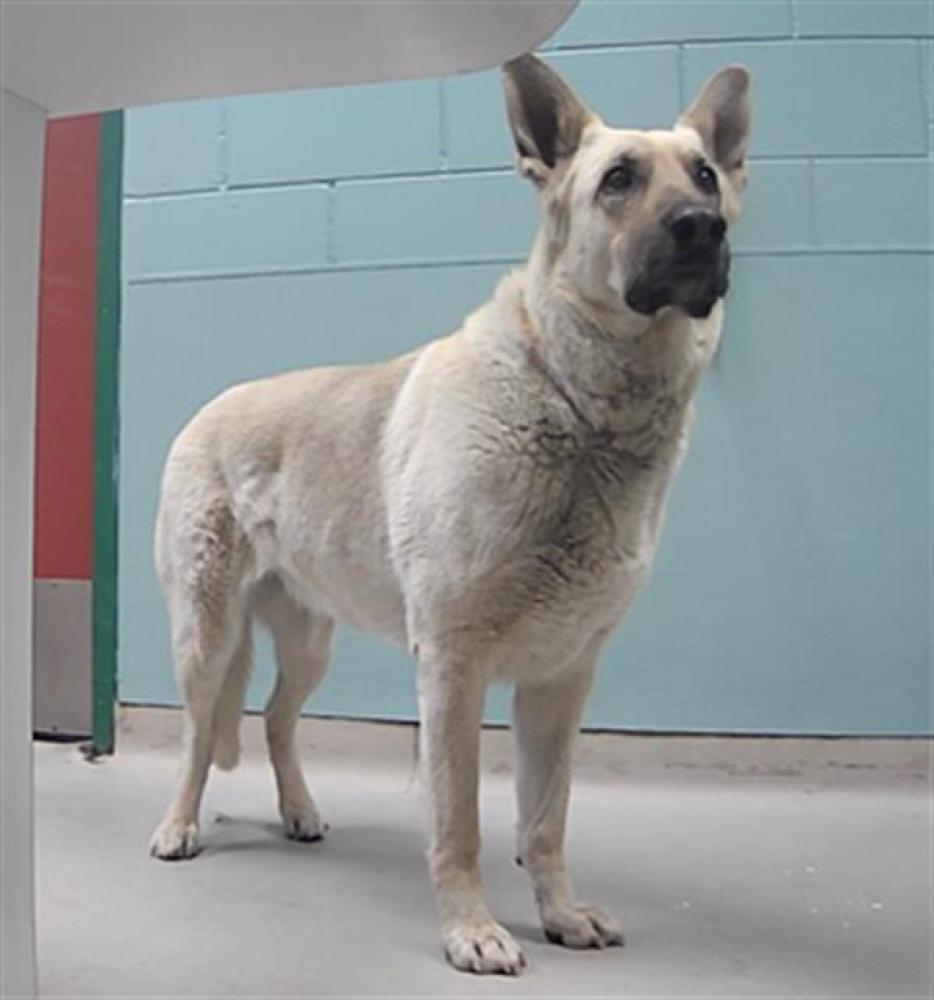 Shelter Stray Female Dog last seen Near BLOCK CURTI DR, RENO NV 89502, Reno, NV 89502