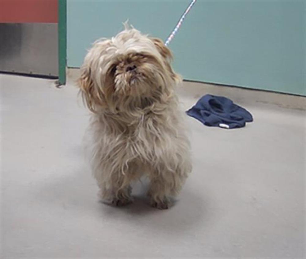 Shelter Stray Male Dog last seen Near DENEVI DR, SPARKS NV 89434, Reno, NV 89502