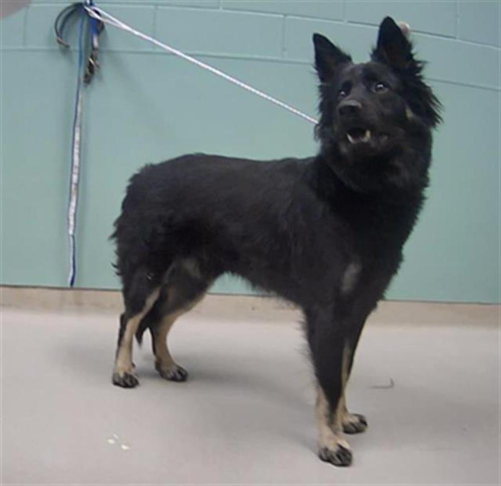 Shelter Stray Male Dog last seen Near BLOCK E 7TH ST, RENO NV 89512, Reno, NV 89502
