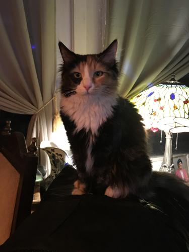 Lost Female Cat last seen Trelease / Hill Street, Verdi, NV 89439