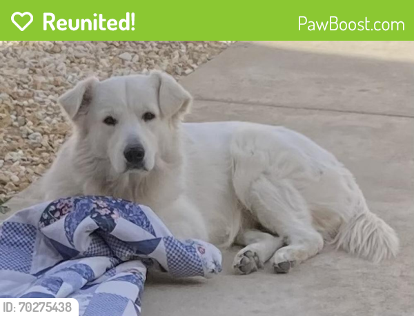 Reunited Male Dog last seen Palo Verde Court/Palo Verde Street/Bellflower, Adelanto, CA 92301