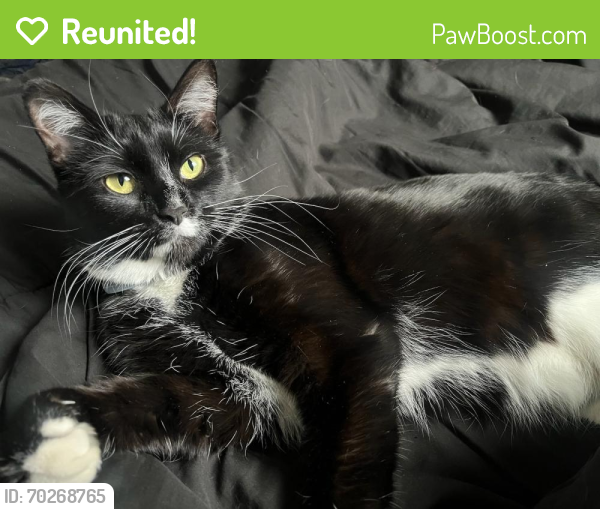Reunited Female Cat last seen Brass Wheel Rd Boyds, MD, Montgomery County, MD 20841