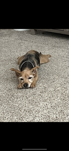Lost Female Dog last seen 40th West and J8, Lancaster, CA 93536