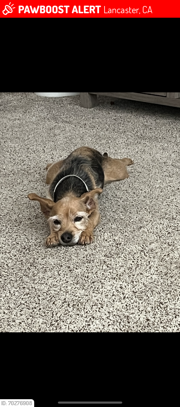 Lost Female Dog last seen 40th West and J8, Lancaster, CA 93536