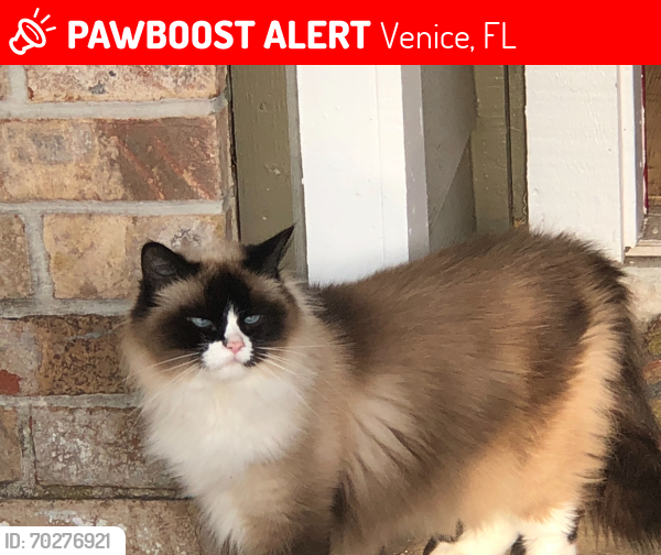 Lost Female Cat last seen East Venice Avenue , Venice, FL 34292