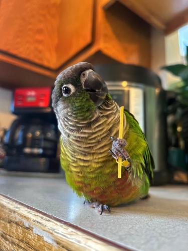 Lost Unknown Bird last seen 49th st & 47th ave hill & park neighborhood , Evans, CO 80634