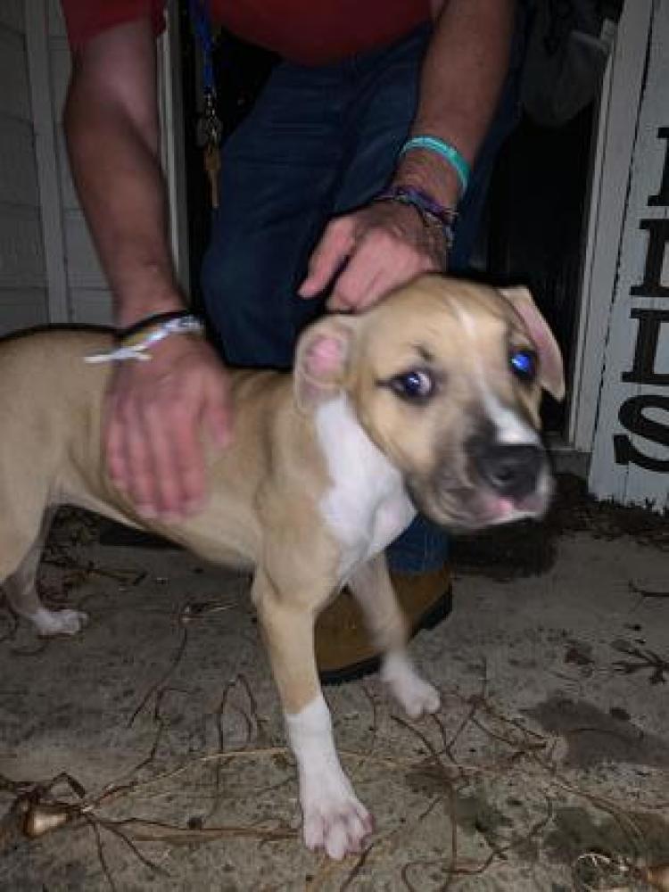 Shelter Stray Female Dog last seen Cibolo, TX 78108, San Antonio, TX 78229