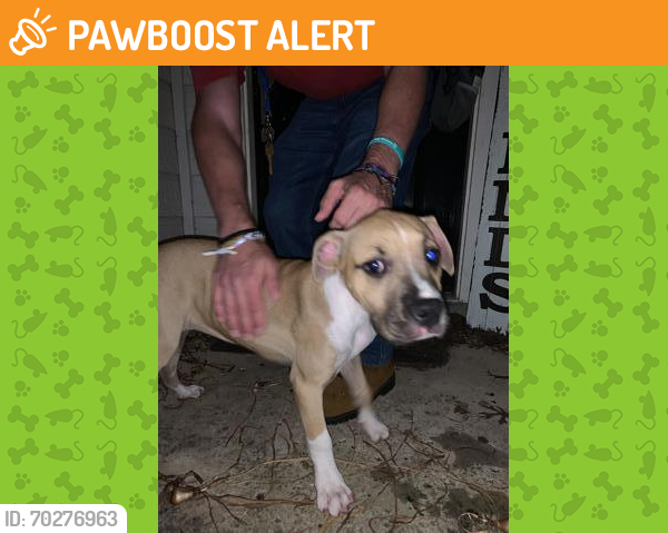 Shelter Stray Female Dog last seen Cibolo, TX 78108, San Antonio, TX 78229